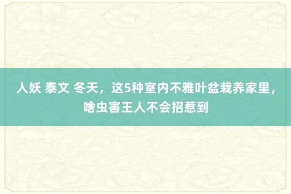 人妖 泰文 冬天，这5种室内不雅叶盆栽养家里，啥虫害王人不会招惹到